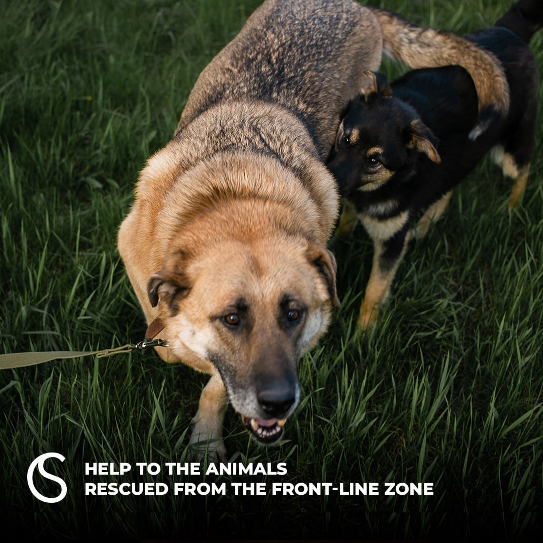 Help to the Animals Rescued From the Front-line Zone